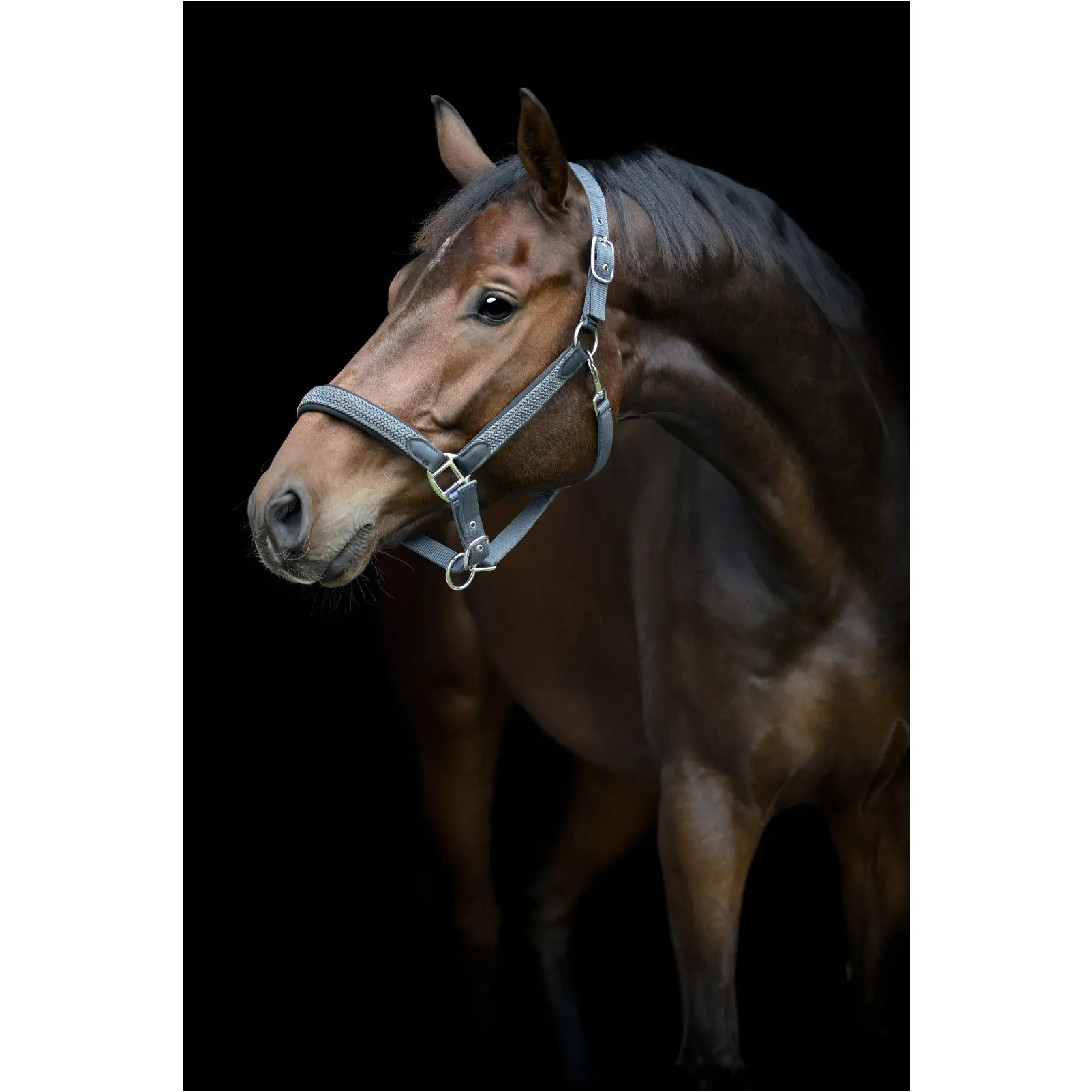 Halfter geflochten VARDIA asphalt Halfter geflochten VARDIA asphalt