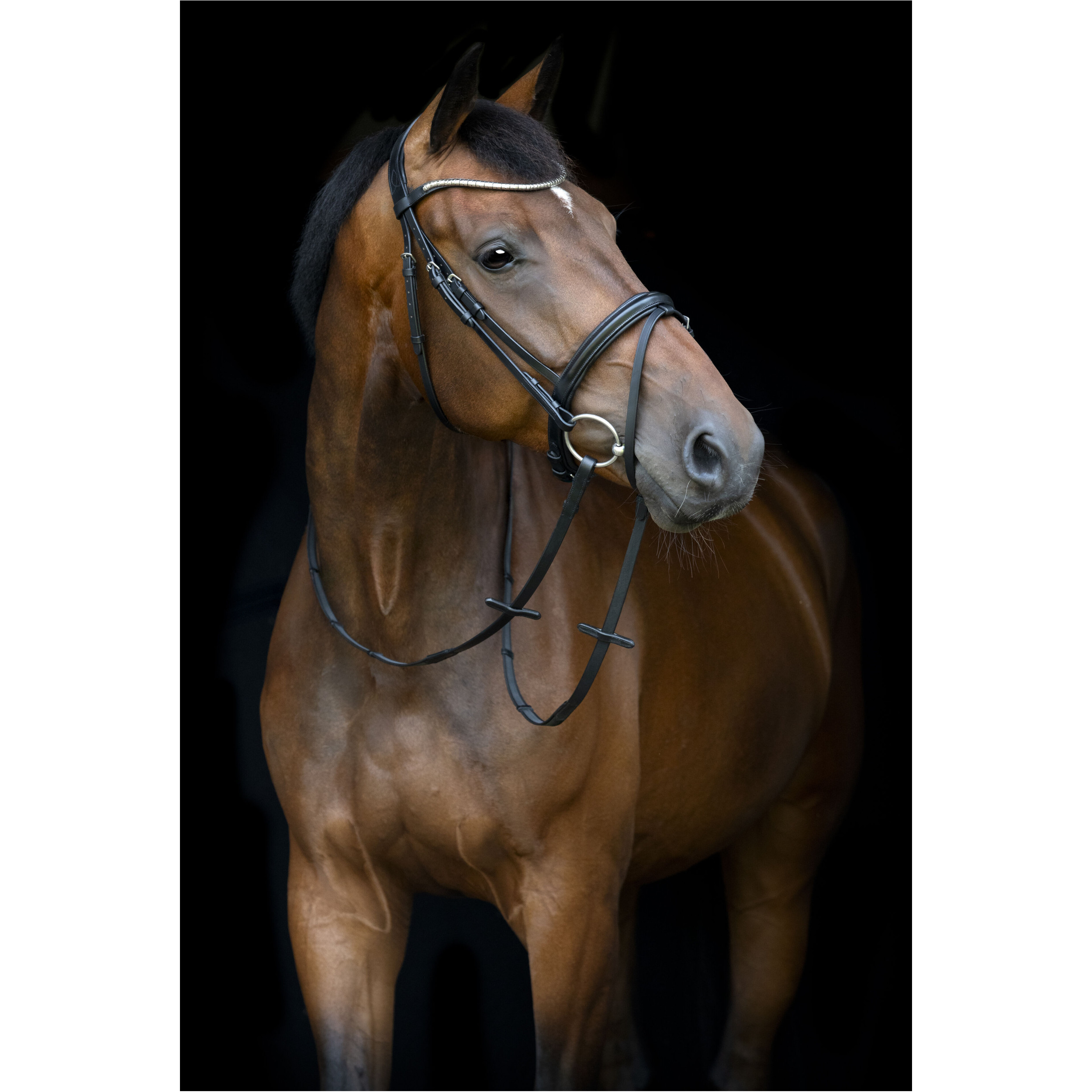 Trensenzaum englisch kombiniert EMI 26.1 schwarz