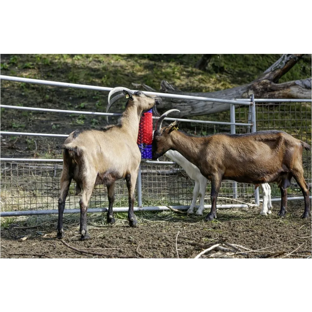 Halbrunde Kratzbürste blau/rot