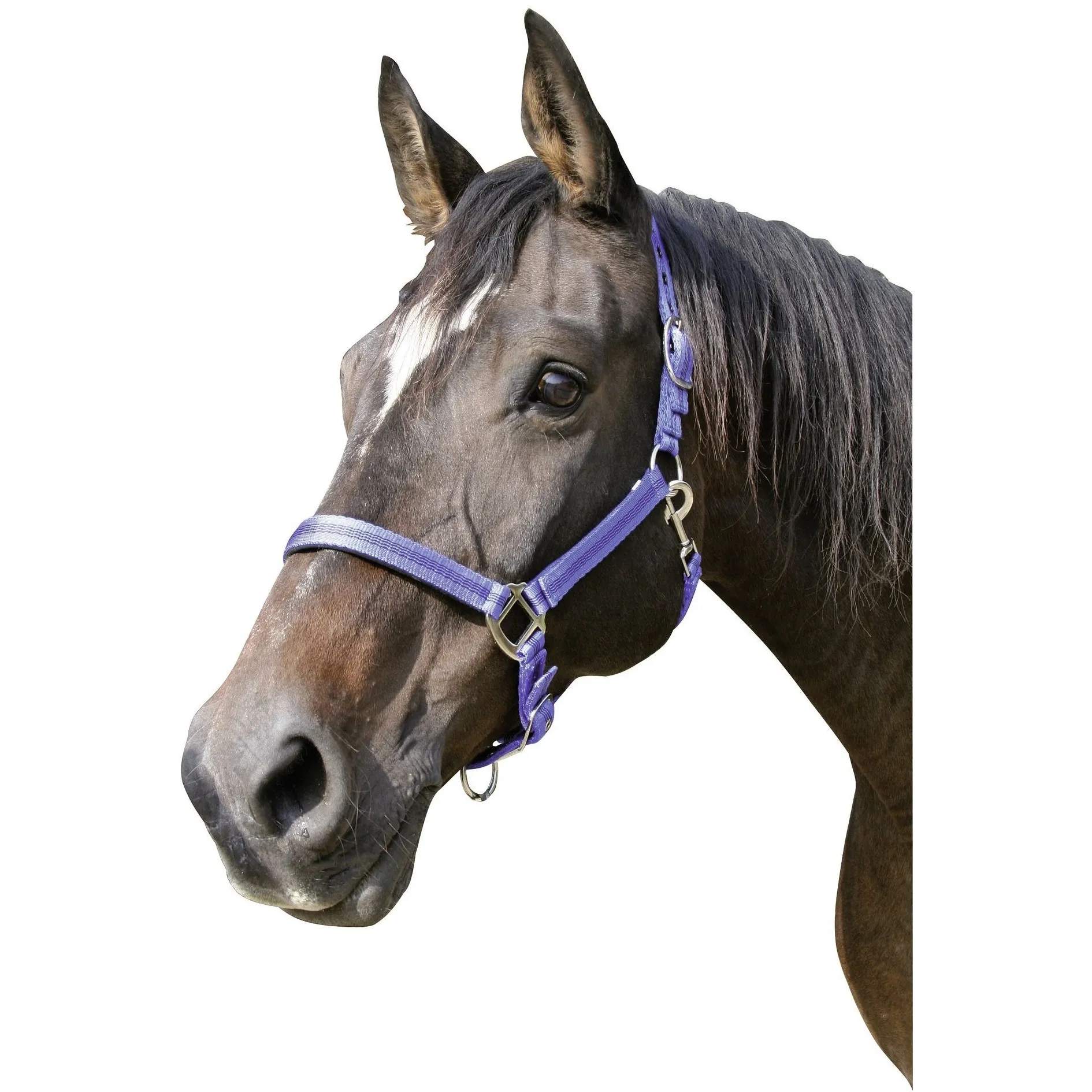 Halfter MUSTANG blau/schwarz