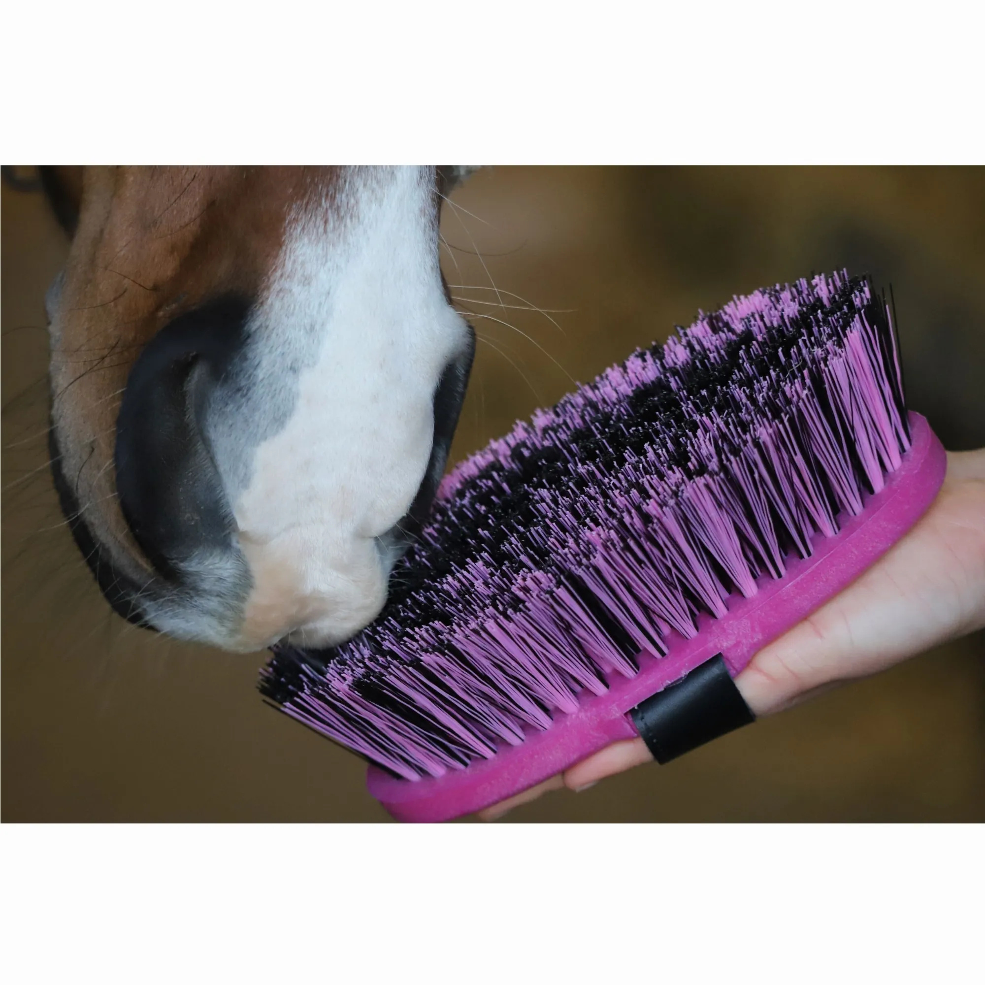 Kardätsche BRENIG MADOC fuchsia