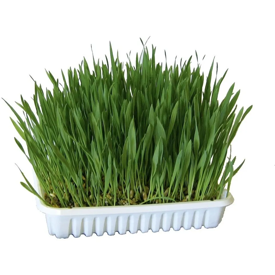 Katzengras 100g